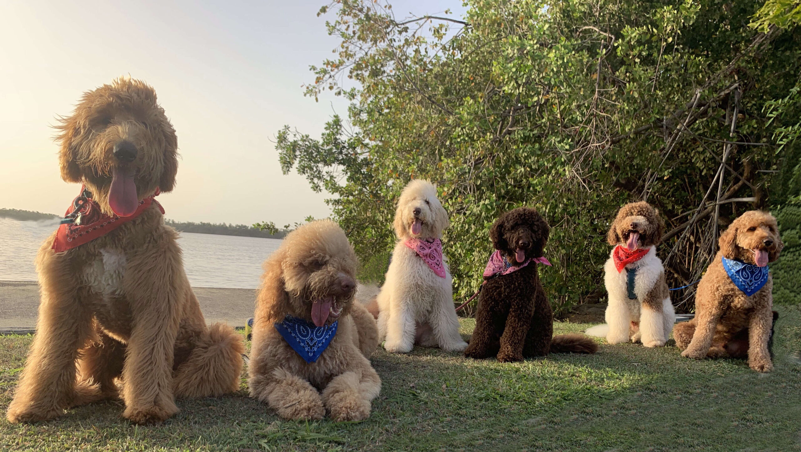 Goldendoodle puppies in Florida