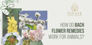 How do Bach Flower Remedies Work for Animals