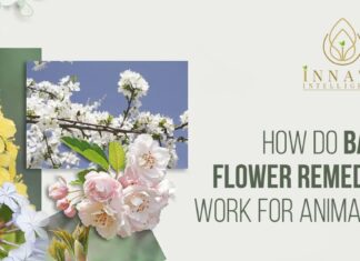 How do Bach Flower Remedies Work for Animals