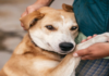 Amazing Advantages of Professional Dog Training in South Denver Amazing Advantages of Professional Dog Training in South Denver