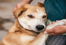 Amazing Advantages of Professional Dog Training in South Denver Amazing Advantages of Professional Dog Training in South Denver