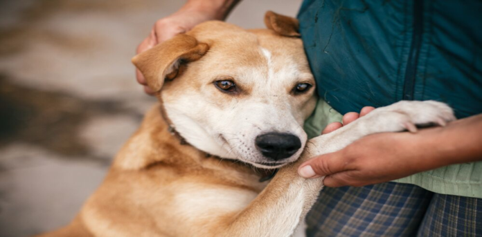 Professional Dog Training Amazing Advantages of Professional Dog Training in South Denver