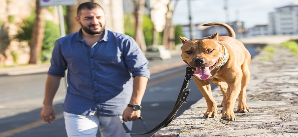 Confident Dog Training