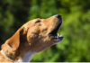 Understanding Trigger Stacking in Dogs With Aggressive Behavior Trigger Stacking in Dogs