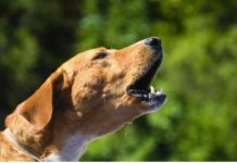 Understanding Trigger Stacking in Dogs With Aggressive Behavior Trigger Stacking in Dogs