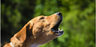 Trigger Stacking in Dogs