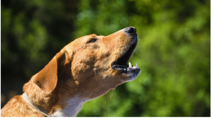 Trigger Stacking in Dogs: Managing Aggressive Behavior Trigger Stacking in Dogs