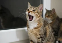 Caterwauling Explained: Meaning, Sound, History, and Everyday American Usage Caterwauling